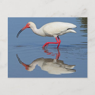 Postal Pájaro costero Ibis