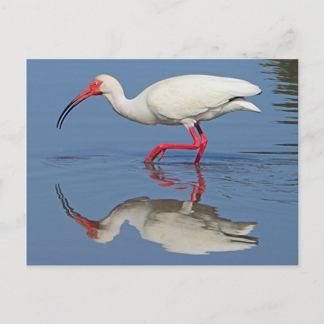 Postal Pájaro costero Ibis (Anverso)