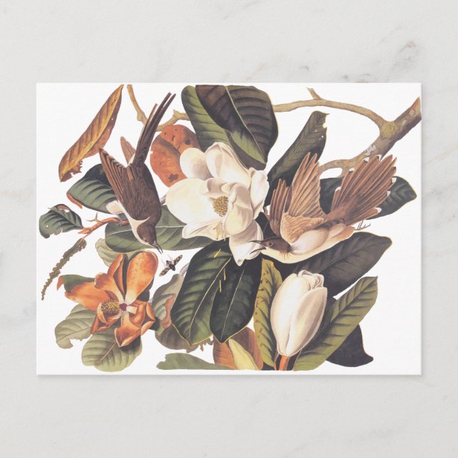 Postal Pájaro cucú negro (Anverso)