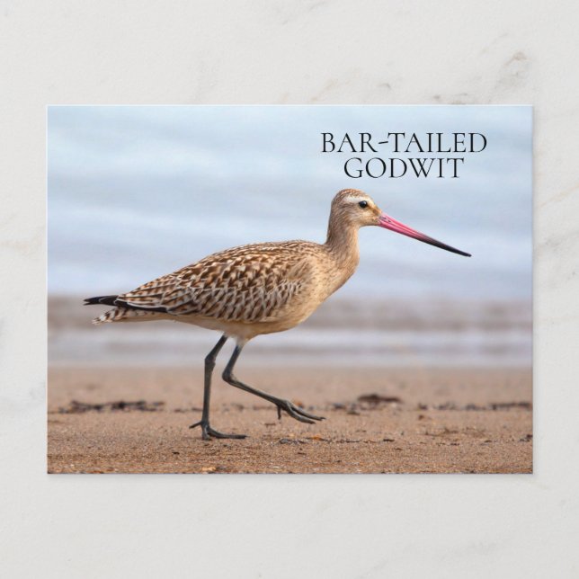 Postal Pájaro de arena oceánica Godwit con barandilla (Anverso)