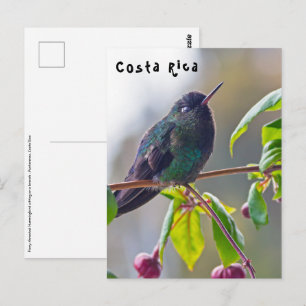 Postal Pájaro de Costa Rica - Colibrí de garganta ígnea