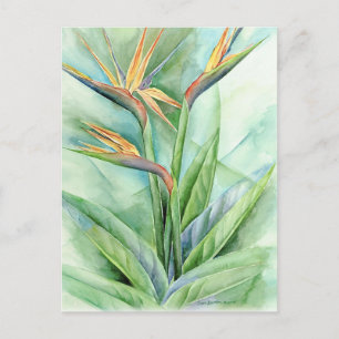 Postal Pájaro De Flor Tropical De Pintura De Paraíso - Mú