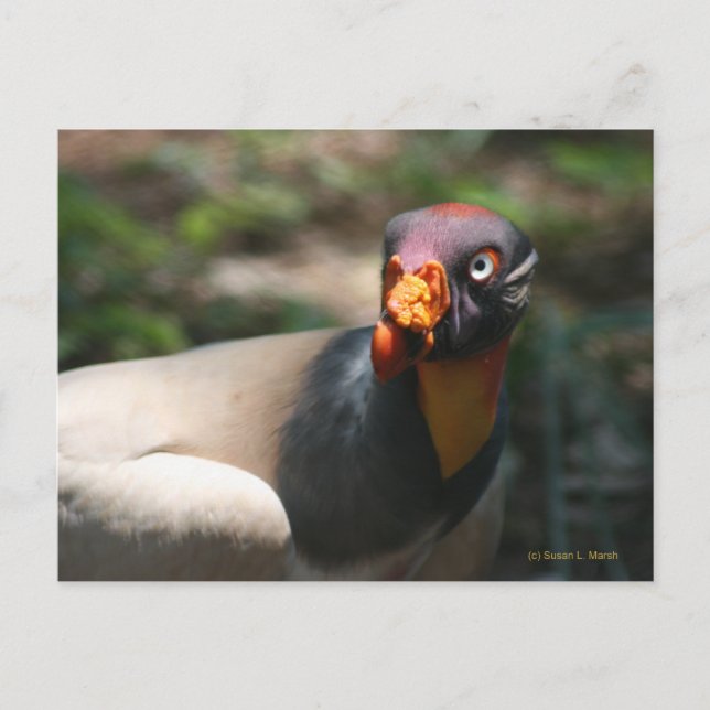 Postal Pájaro de King Vulture cerca de papa de Sarcoramph (Anverso)