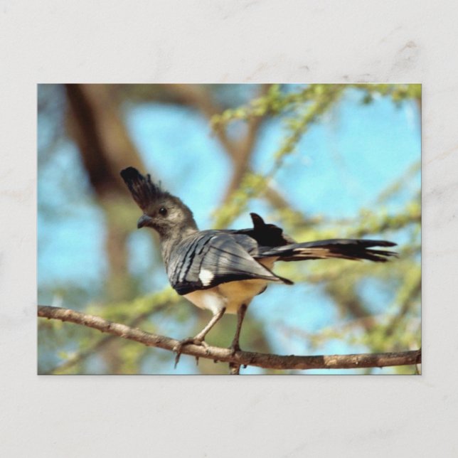 Postal Pájaro de la cabeza blanca "Vete" (Anverso)