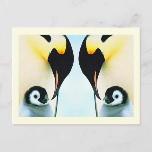 Postal Pájaro de la familia Penguins (Anverso)