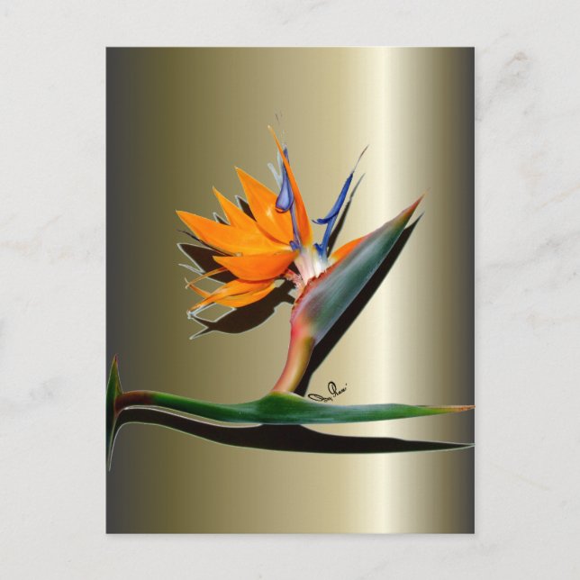 Postal Pájaro de la flor del paraíso (Anverso)