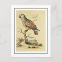 Pájaro de loro gris vintage