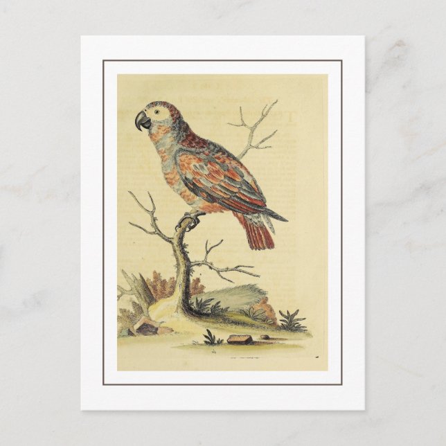 Postal Pájaro de loro gris vintage (Anverso)