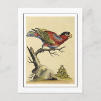 Pájaro de Lory Parrot con tejado negro vintage