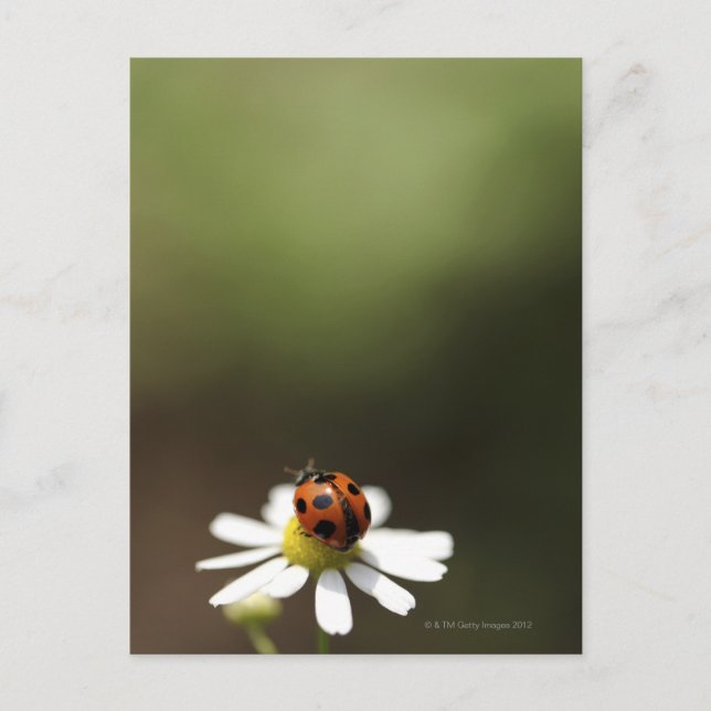 Postal Pájaro de mar en la flor de Chamomile (Anverso)