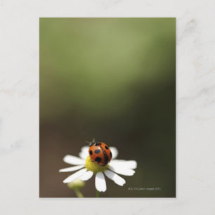 Postal Pájaro de mar en la flor de Chamomile