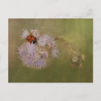 Postal Pájaro de mar sobre el morado de Dandelion