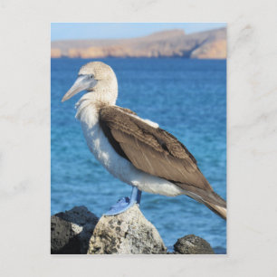 Postal pájaro de pie azul