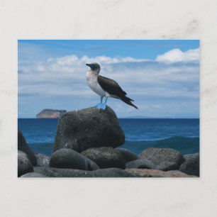Postal Pájaro de pie azul