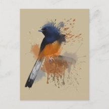 Pájaro de Shama blanco rumado