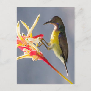 Postal Pájaro de sol sobre pájaro de la flor del paraíso