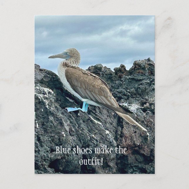 Postal Pájaro de zapatos azules (Anverso)