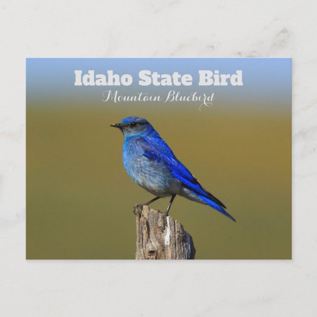 Postal Pájaro del Estado de Idaho (Anverso)