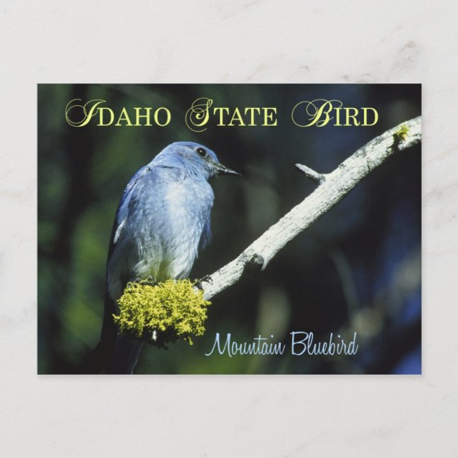 Postal Pájaro del Estado de Idaho - Pabellón Azul de la M (Anverso)