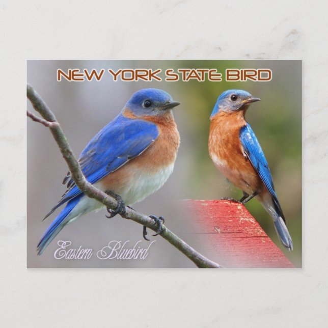 Postal Pájaro del Estado de Nueva York - Pájaro azul orie (Anverso)