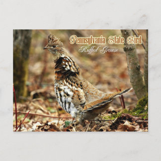 Postal Pájaro del estado de Pennsylvania: Ruffed Grouse