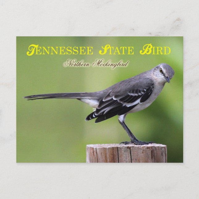 Postal Pájaro del Estado de Tennessee - Ave Mockingbird d (Anverso)