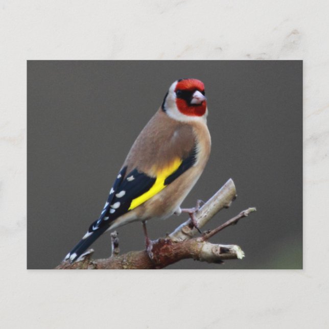 Postal Pájaro del Goldfinch (Anverso)