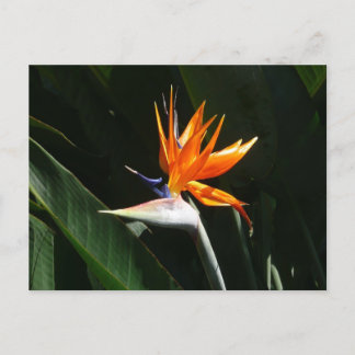 Postal Pájaro del Naranja del paraíso Flor tropical