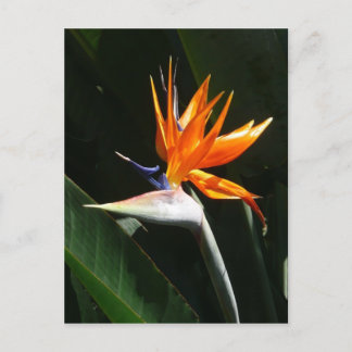 Postal Pájaro del Naranja del paraíso Flor tropical