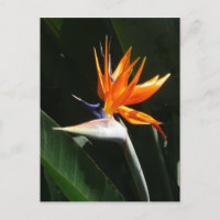 Pájaro del Naranja del paraíso Flor tropical