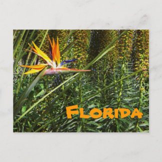 Postal Pájaro del paraíso de Florida