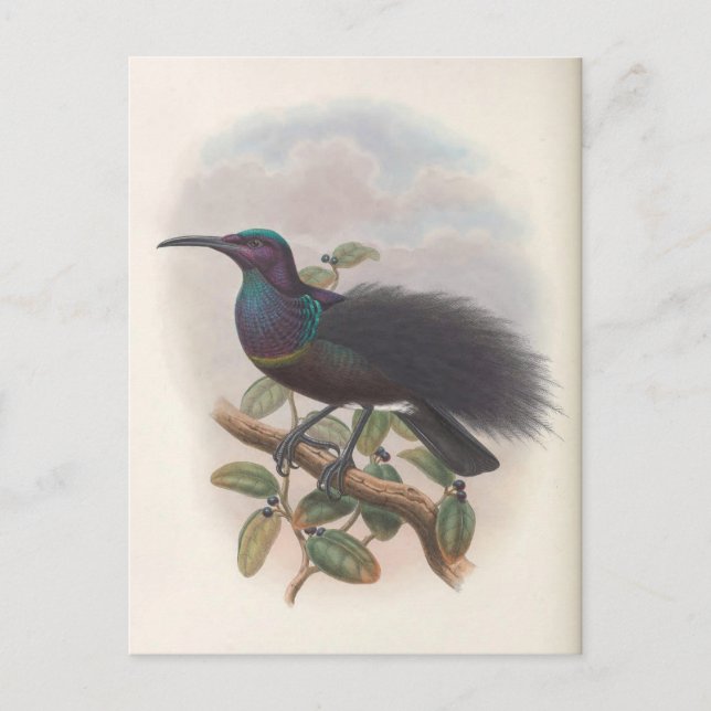 Postal Pájaro del paraíso por John Gould, Ilustracion de  (Anverso)