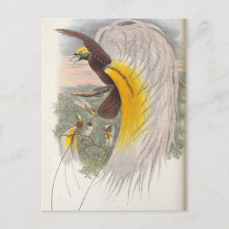 Postal Pájaro del paraíso por John Gould, Ilustracion de