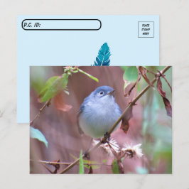 Postal Pájaro del patio trasero del Gnatcatcher azul de c