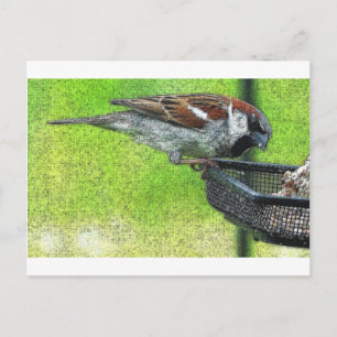 Postal Pájaro en alimentador