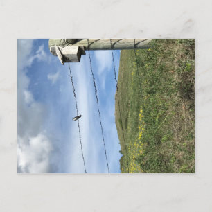 Postal Pájaro en la cordillera de alambre de púas