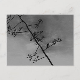 Postal Pájaro espeluznante en la silueta de la liga negro