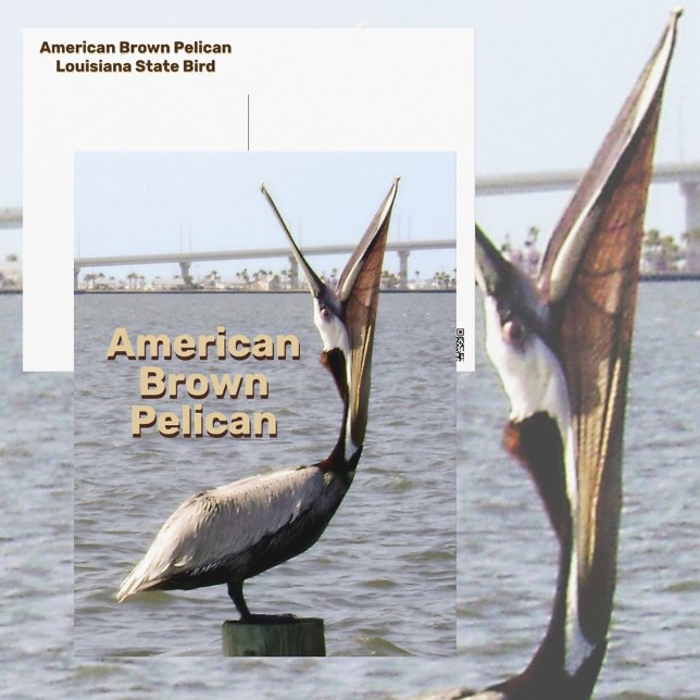 Postal Pájaro estatal Pelican Louisiana (Subido por el creador)