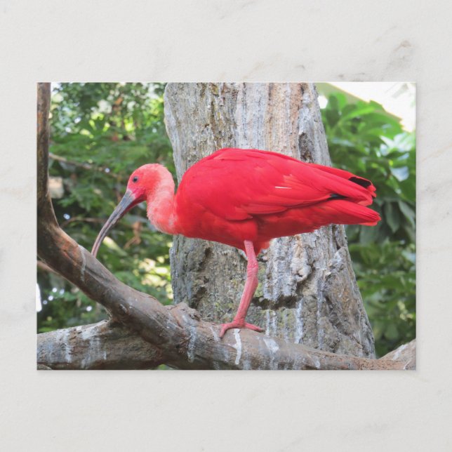 Postal Pájaro exótico rojo del Spoonbill rosado (Anverso)