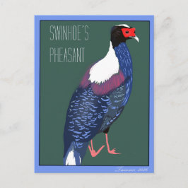 Postal Pájaro -- Faisán de Swinhoe