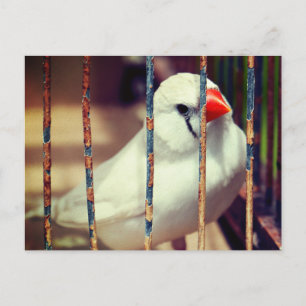 Postal Pájaro finco de cebra blanca en jaula