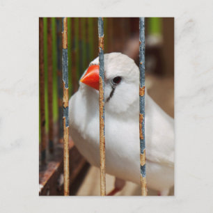 Postal Pájaro fino de cebra blanca enjaulado