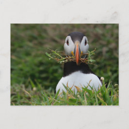 Postal Pájaro Frailecillo Constructor de Nidos