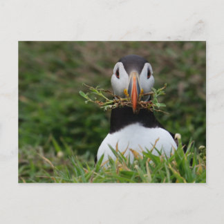 Postal Pájaro Frailecillo Constructor de Nidos