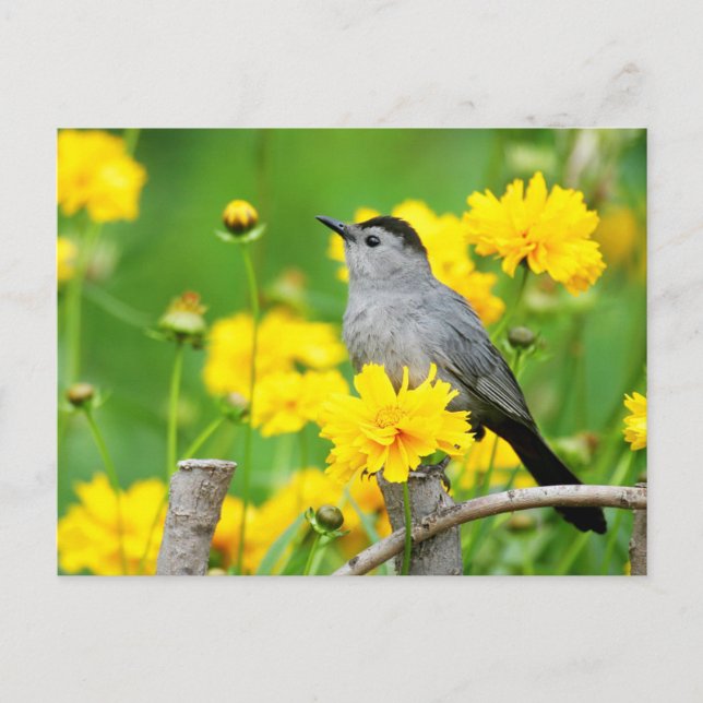 Postal Pájaro gato gris en cerca de madera (Anverso)