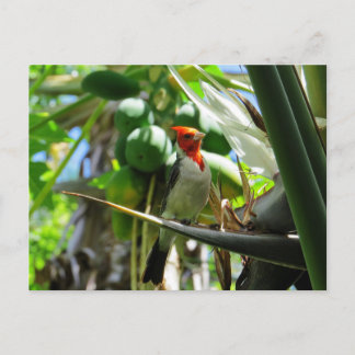 Postal Pájaro hawaiano de cocos de paraíso