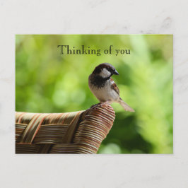 Postal Pájaro Kauai Hawaii sobre la presidencia pensando 