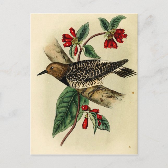 Postal Pájaro leñador negro (Anverso)