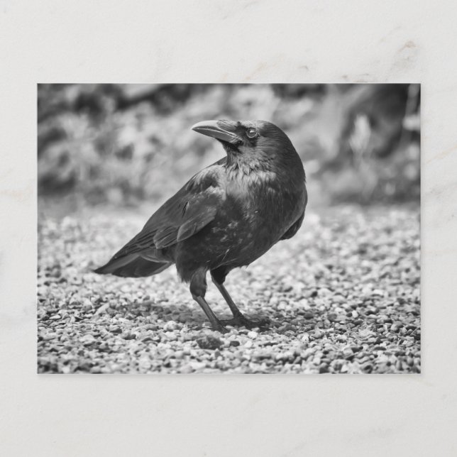 Postal Pájaro negro, cuervo, en las rocas (Anverso)