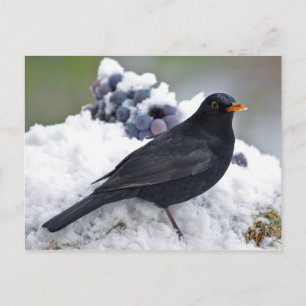 Postal Pájaro negro en la nieve